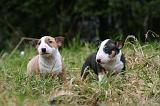 BULL TERRIER MINIATURE 250